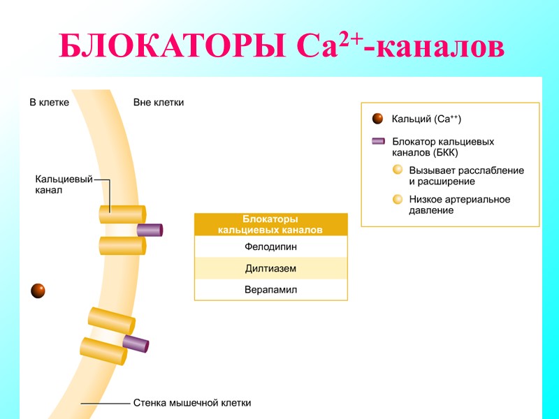 БЛОКАТОРЫ Ca2+-каналов БЛОКАТОРЫ Ca2+-каналов